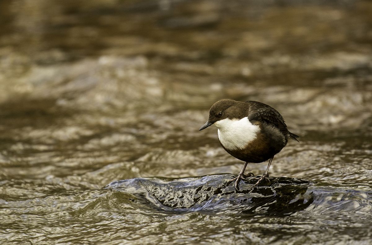DIPPER (Cinclus cinclus) songbird factfile